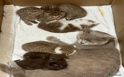 British Shorthair cats for sale: Kittens British shorthair mixed  - Image 3