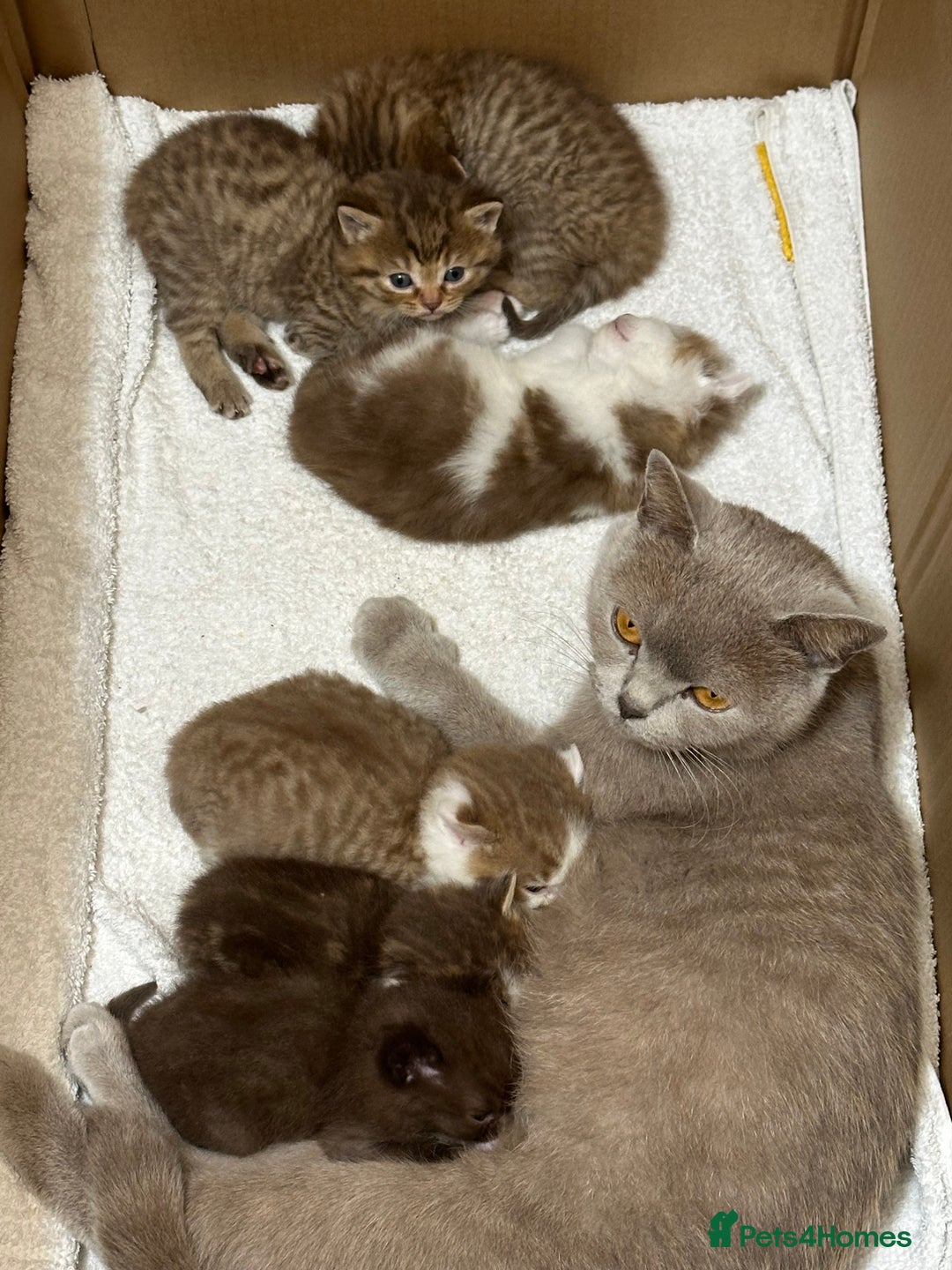 British Shorthair cats for sale: Kittens British shorthair mixed  - Image 3