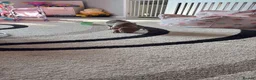 American Bully dogs for sale: American bully  in Telford - Advert 11