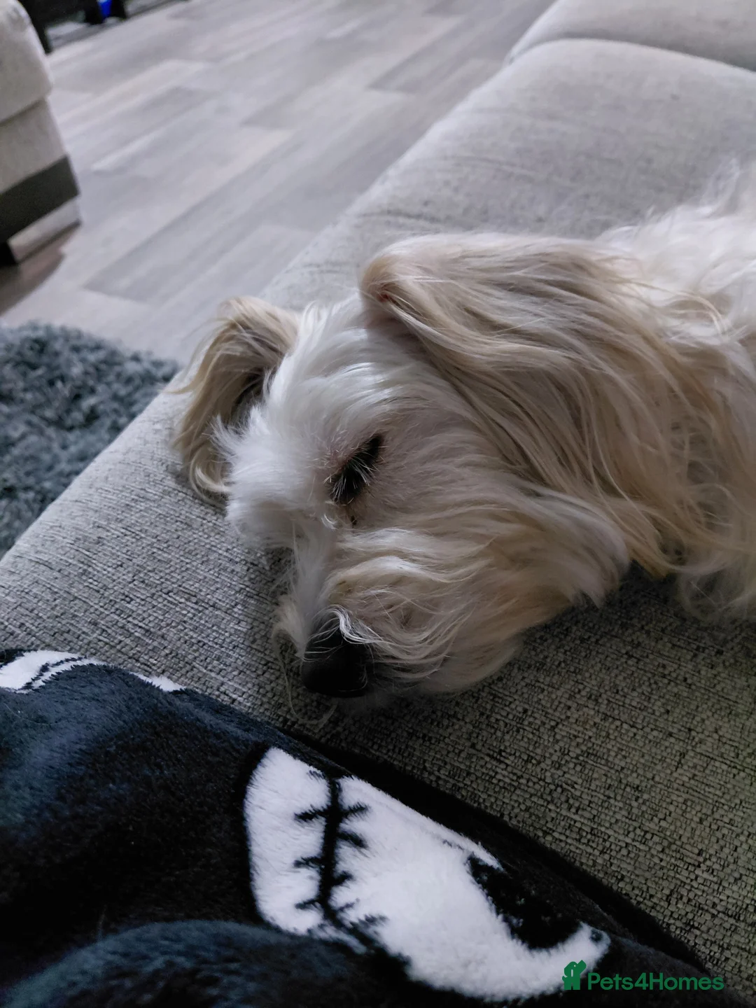 Mixed Breed dogs for sale: Minnie is looking for a new home  in Rotherham - Advert 4