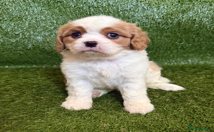 Cavalier King Charles Spaniel dogs - Advert 6