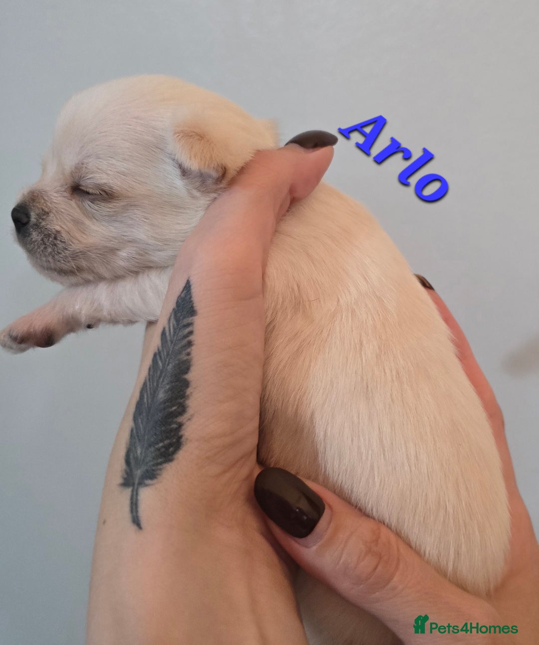 Mixed Breed dogs for sale: F1 Malchi puppys from health tested parents  - Image 19
