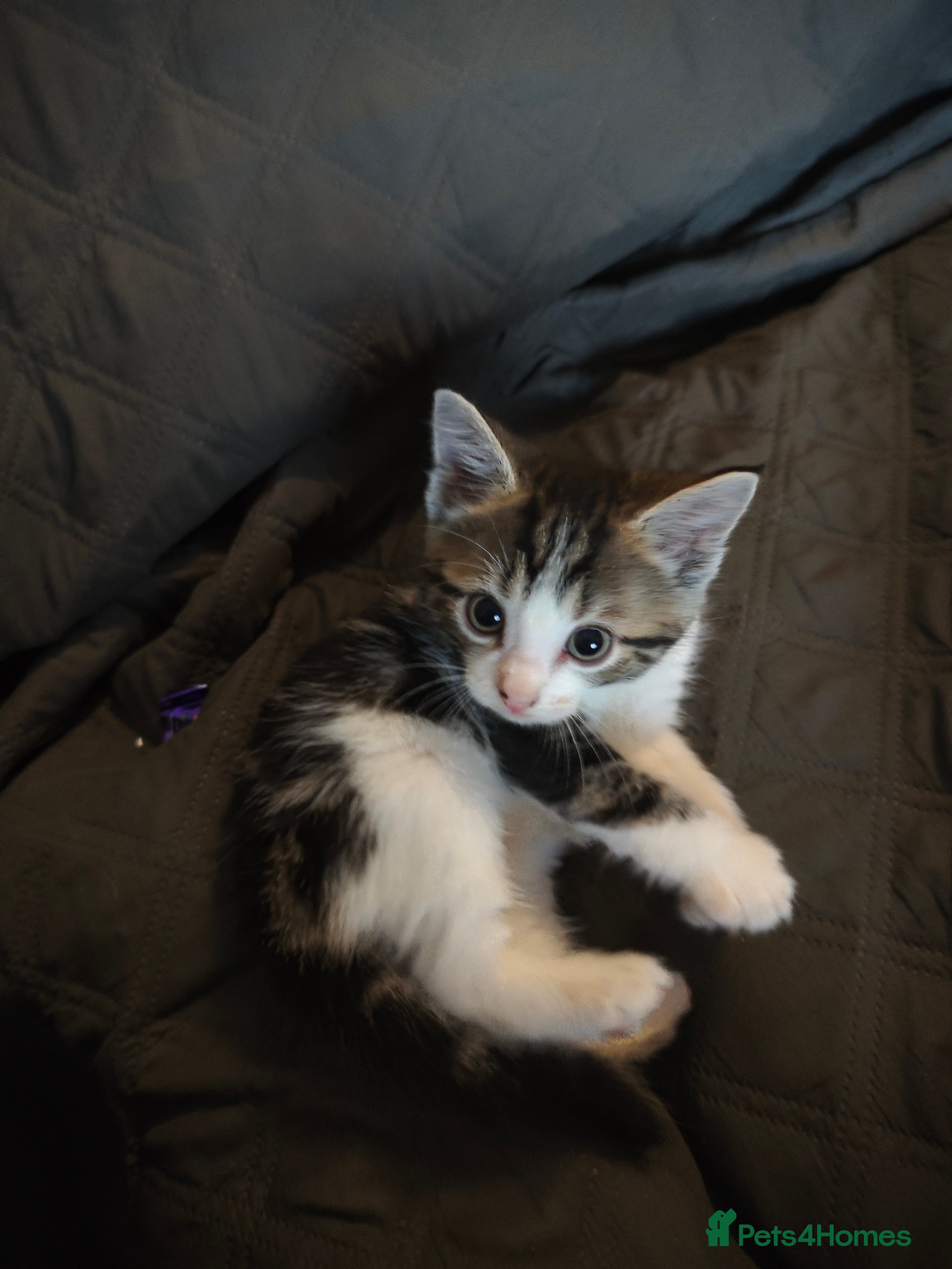 Mixed Breed cats for sale: kittens  - Advert 5