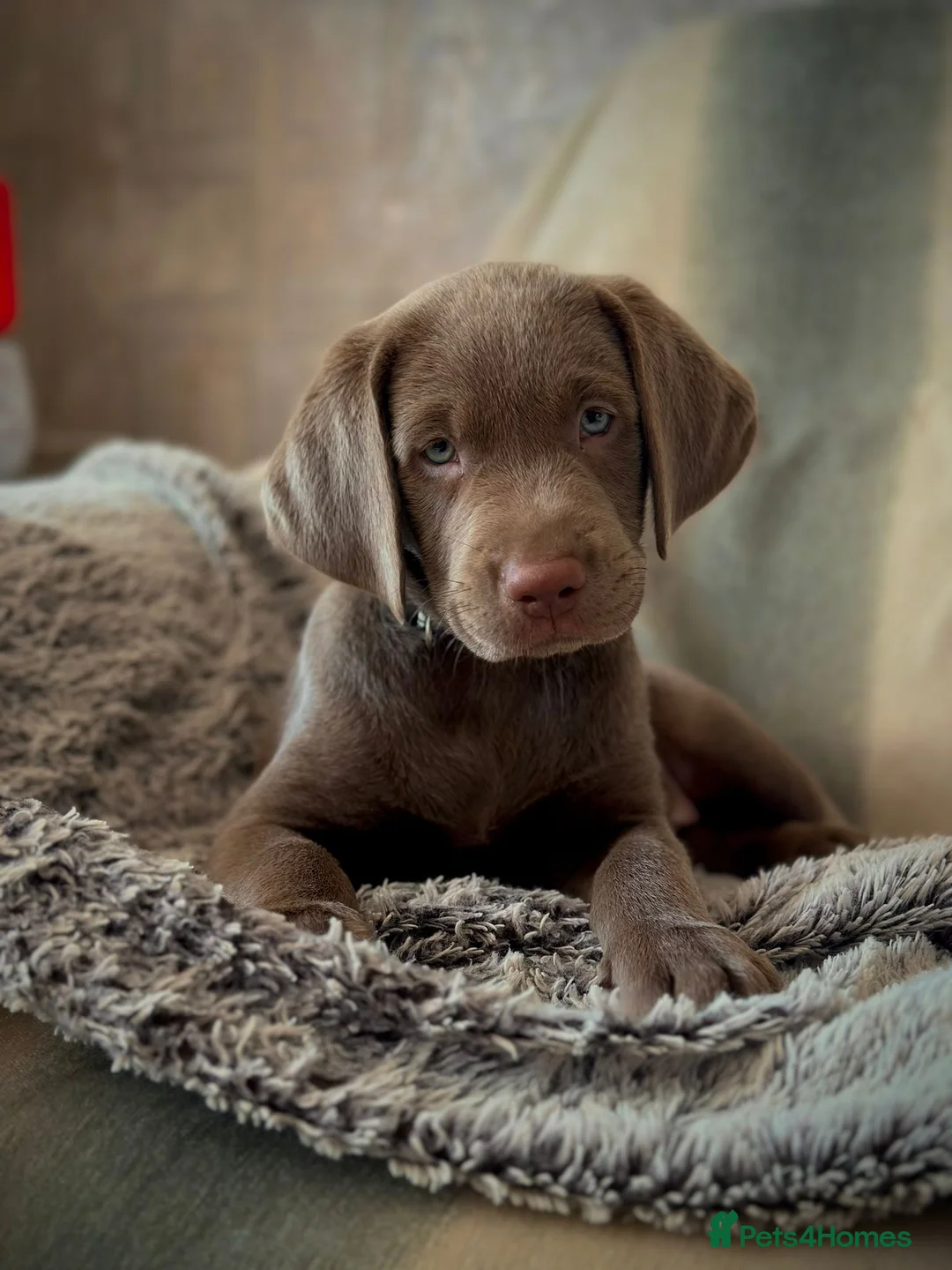 Labrador Retriever dogs for stud: KC REGISTERED LABRADOR STUD  - Advert 7