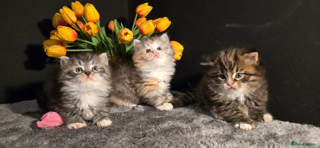 Siberian cats for sale: Siberian kittens Waiting list FIFe registrered - Image 16