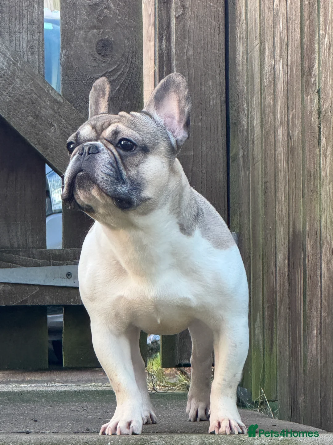French Bulldog dogs for stud: Hugo available for stud🐾 in Stanley - Advert 2