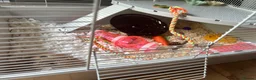 Mouse rodents for sale: Grey & white baby male mouse with cage for sale - Advert 8