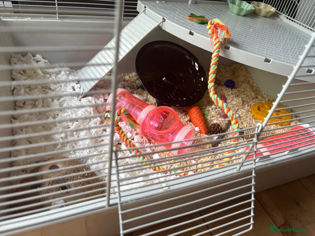 Mouse rodents for sale: Grey & white baby male mouse with cage for sale - Advert 8