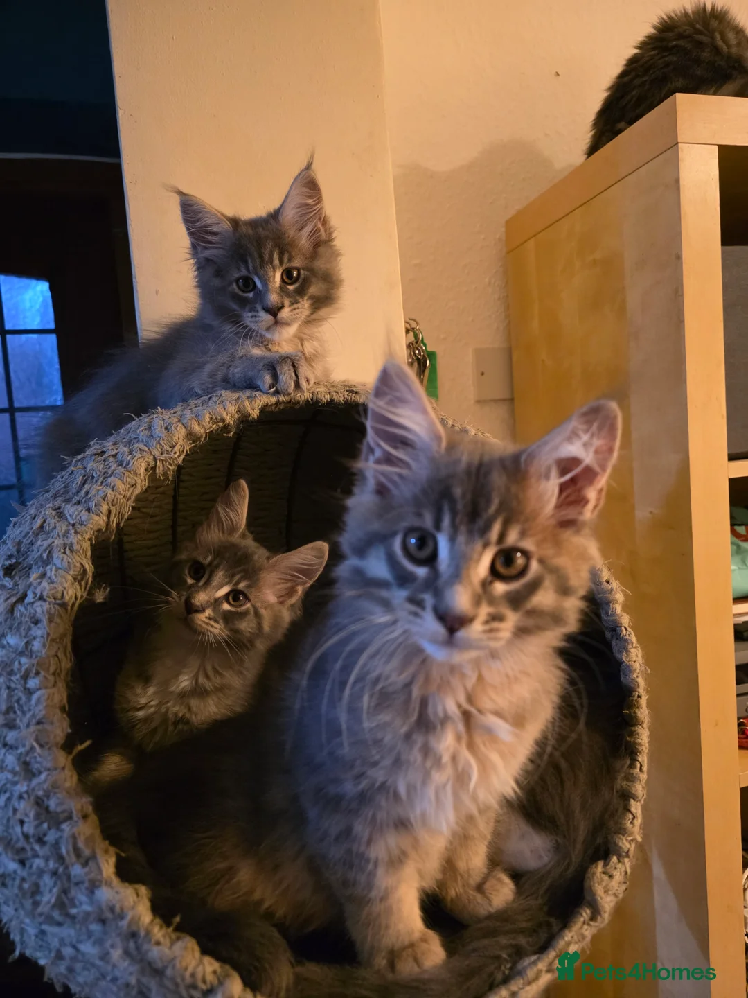 Maine Coon cats for sale: Beautiful Maine Coon Kittens 3 boys/ 2 girl  - Advert 40