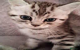 Scottish Fold cats for sale: ❤️Gorgeous Scottish Fold Straight ears kittens❤️ - Image 35