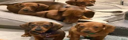 Dachshund dogs for sale: Outstanding show quality standard smooth dachshund - Advert 25