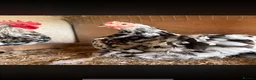 Chickens poultry for sale: Mottled Pekin Trio - Advert 3