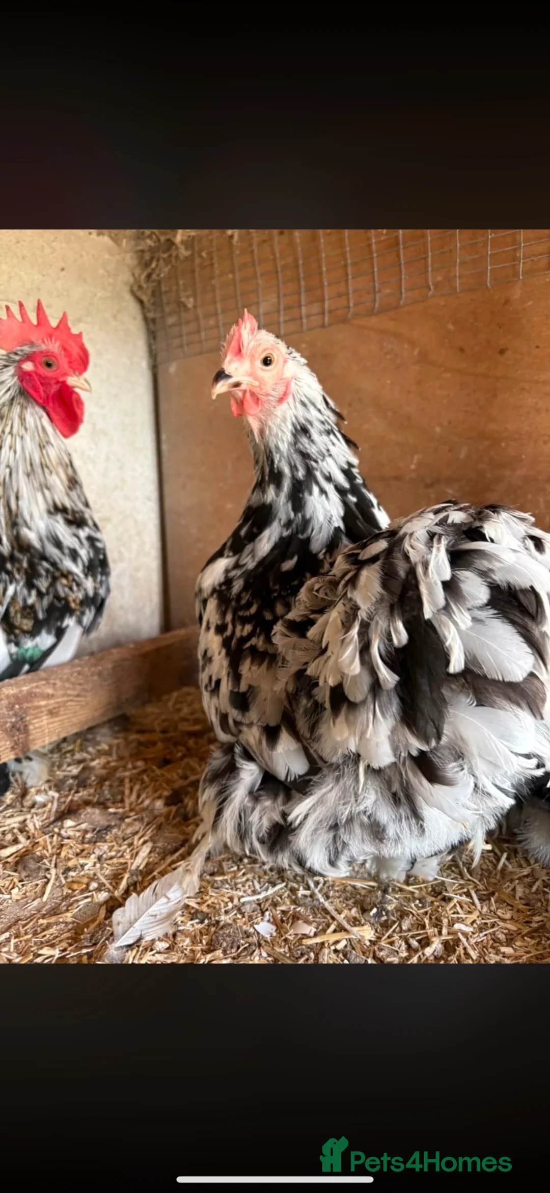 Chickens poultry for sale: Mottled Pekin Trio - Advert 3