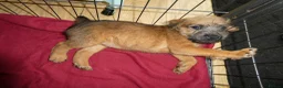Lakeland Terrier dogs for sale: 2 Perfect Example Lakeland Bitches - Advert 6