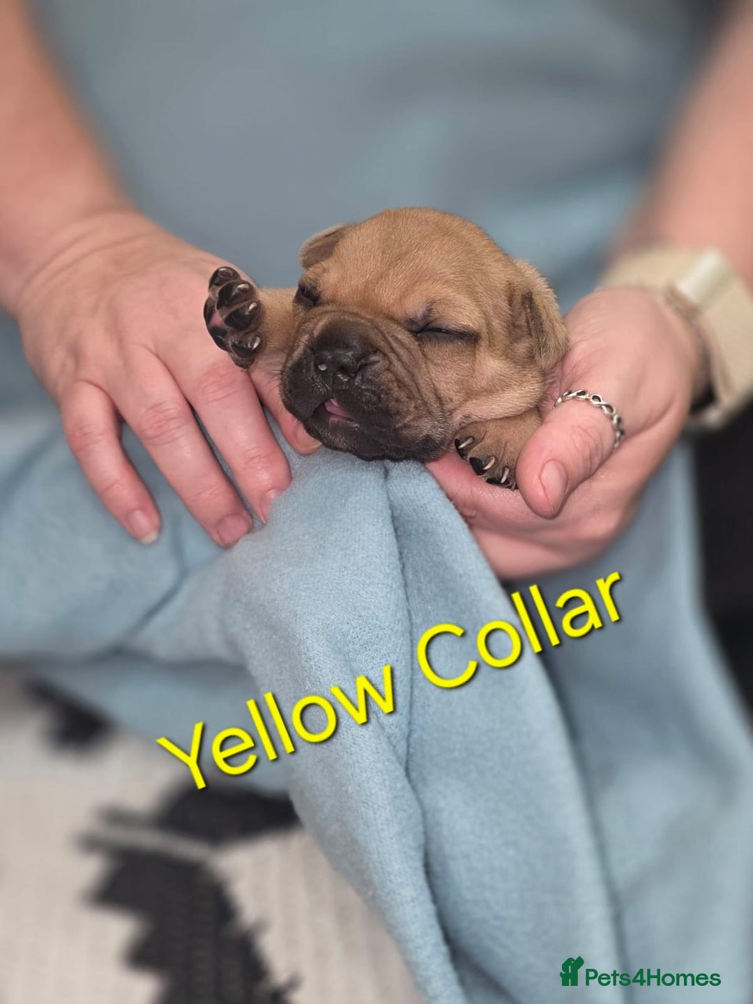 Mixed Breed dogs for sale: American french bully  - Image 12