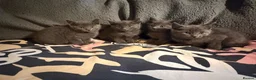 Russian Blue cats for sale: Four beautiful Russian blue kittens ❤️ - Advert 5