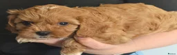 Cavapoo dogs for sale: Fox Red f1 cavapoo puppies  - Advert 5