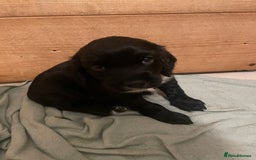 Cocker Spaniel dogs for sale: Beautiful chunky male cockers - Image 12