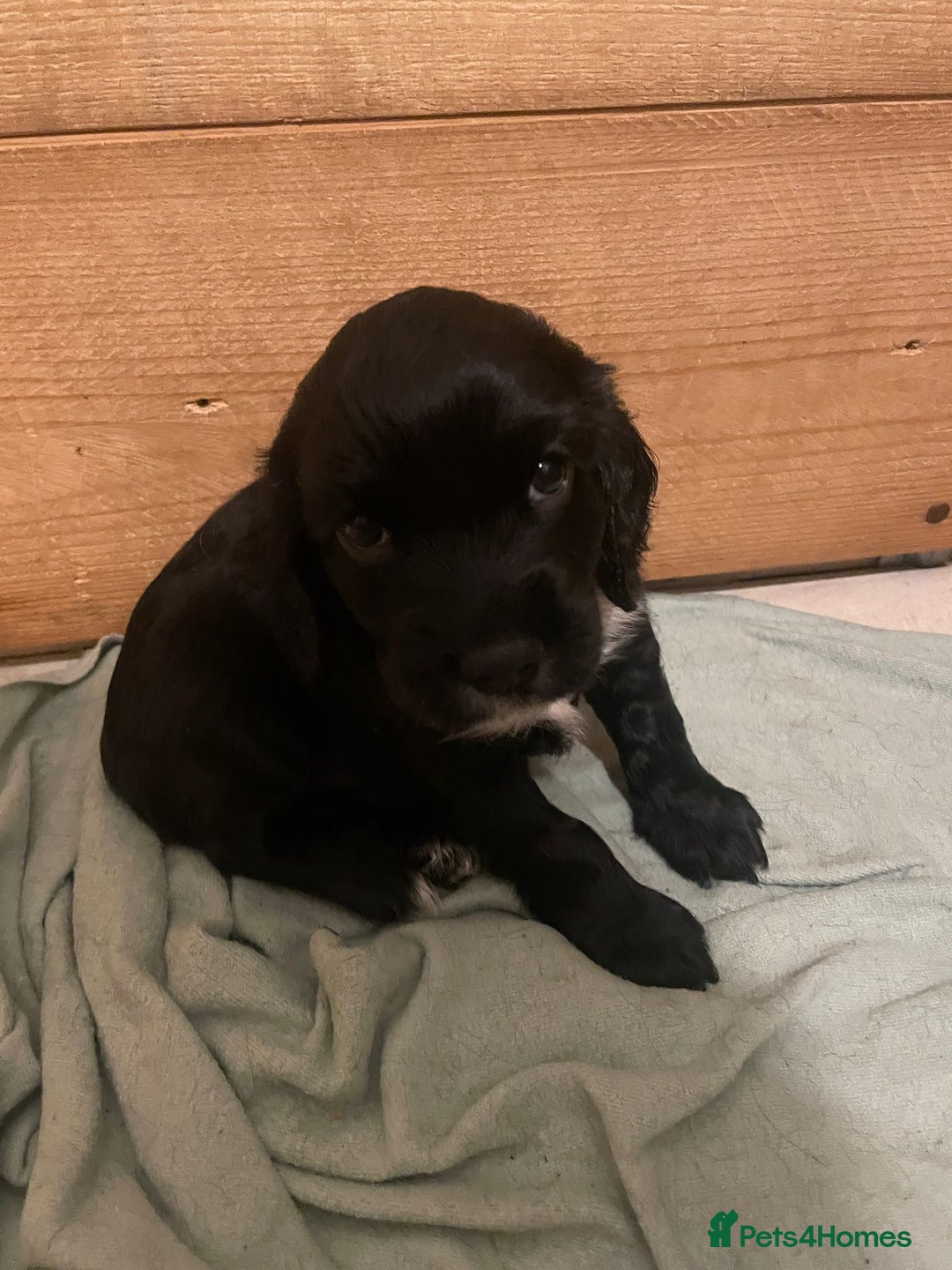 Cocker Spaniel dogs for sale: Beautiful chunky male cockers - Image 12