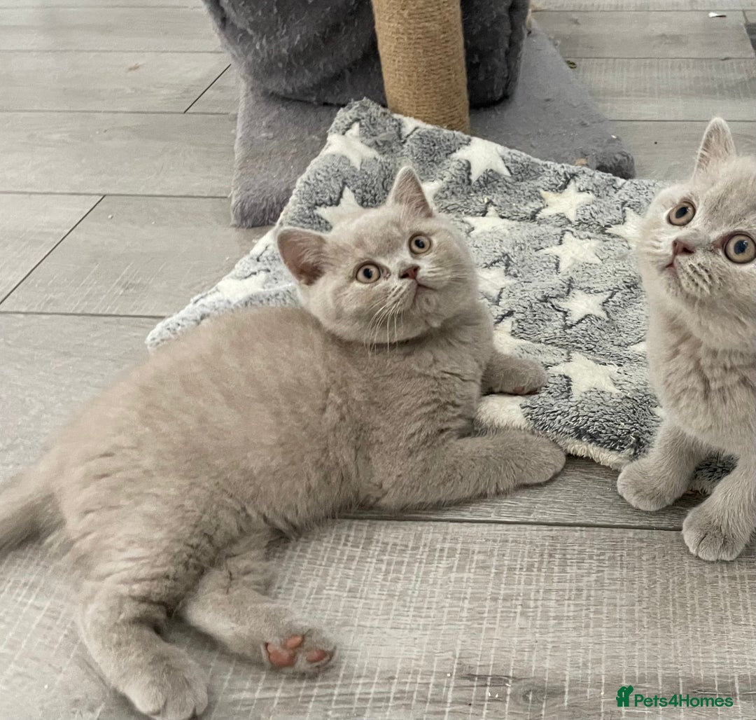 British Shorthair cats for sale: 🔥 BRITISH SHORTHAIR KITTENS BLUE BLACK LILAC CHOC - Image 5