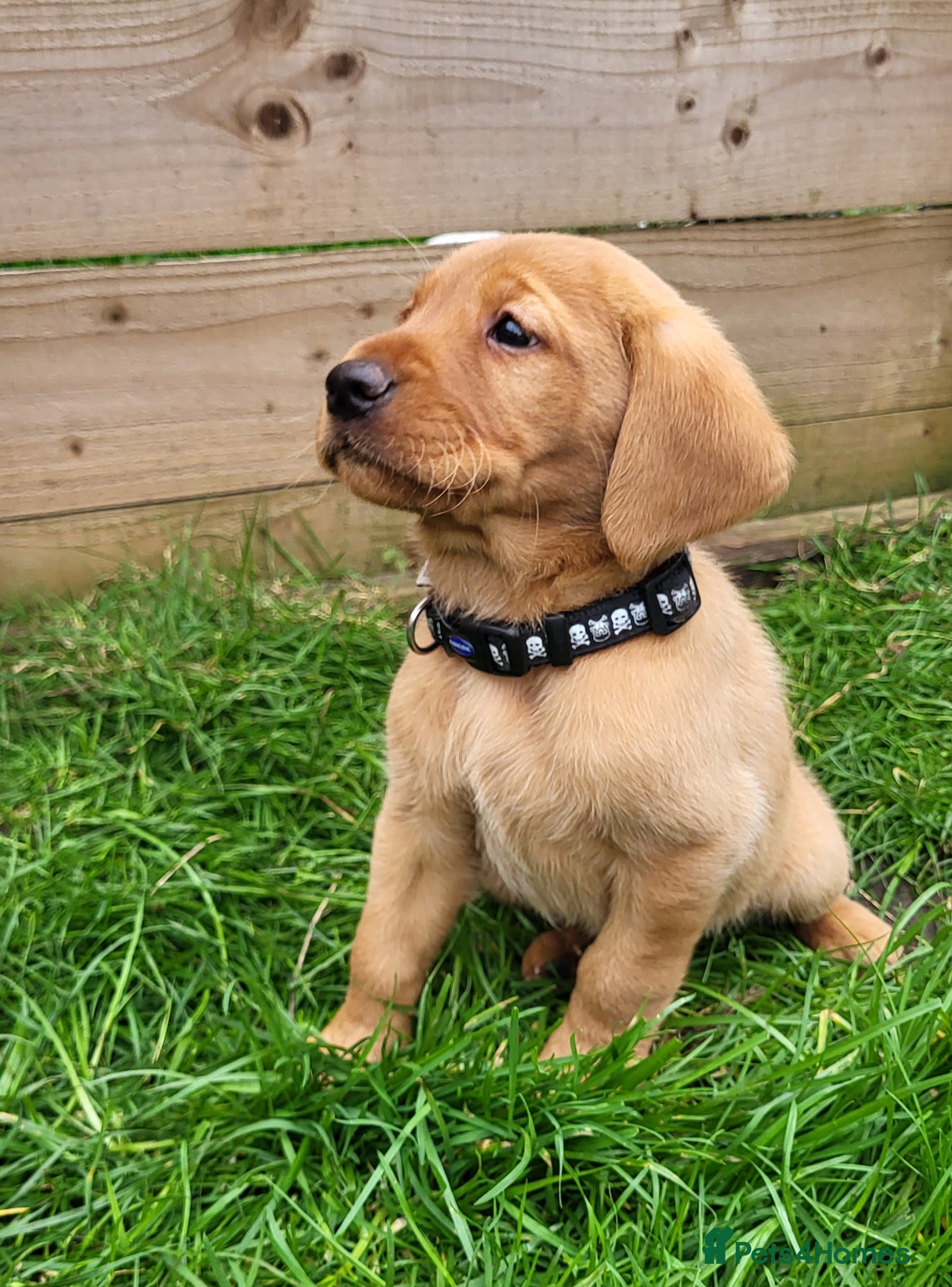 Labrador Retriever dogs Labrador fox red and golden puppy - Advert 15