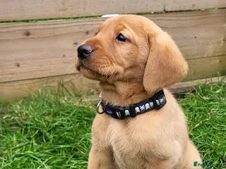 Labrador Retriever dogs Labrador fox red and golden puppy - Advert 15