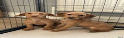 Jackapoo dogs for sale: Jackapoo Puppies Ready Now - Advert 9