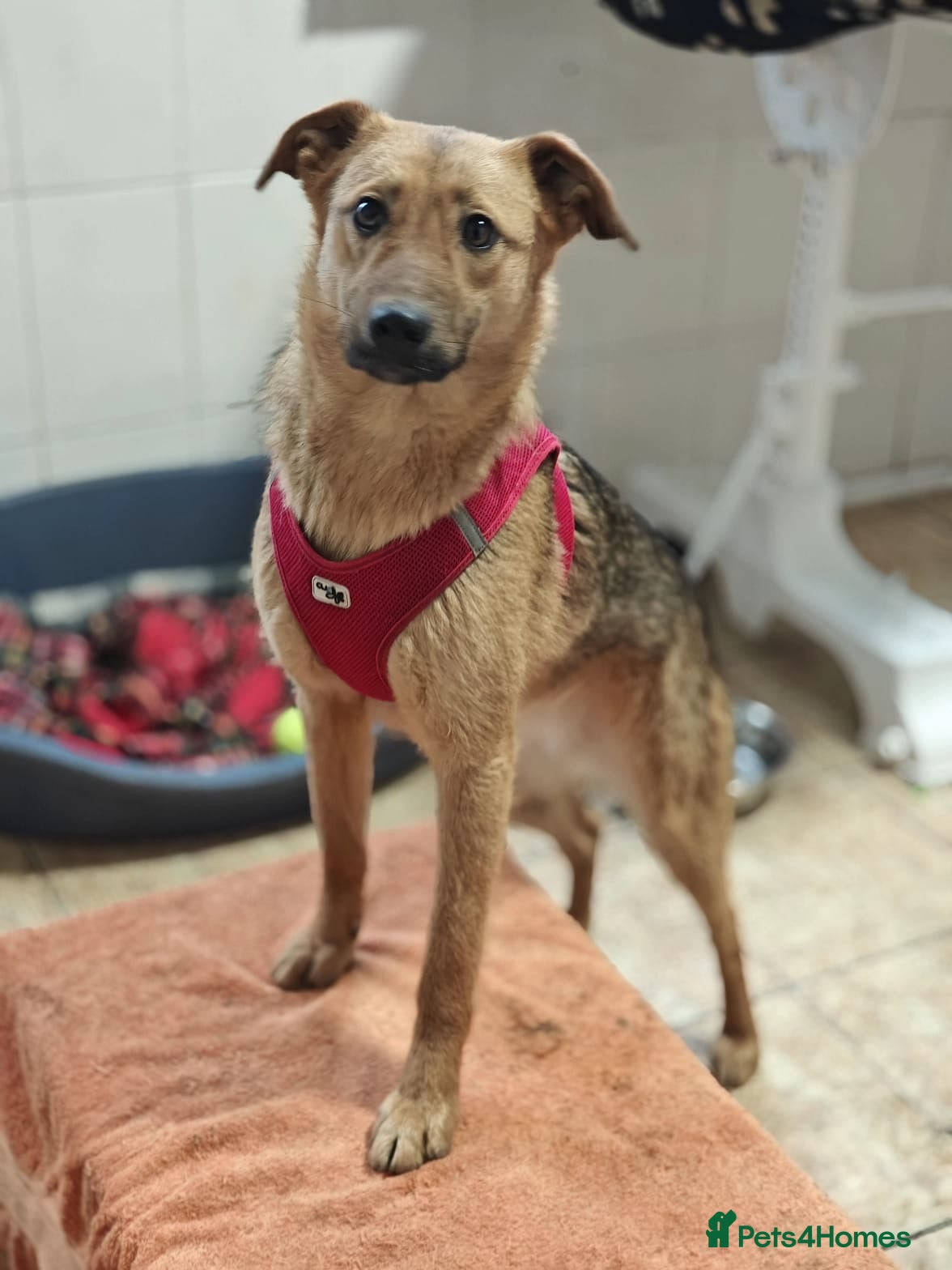 Mixed Breed dogs ❤️🐶 MALTA – EASY TO LOVE, EASY TO LIVE WITH - Advert 3
