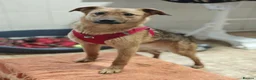 Mixed Breed dogs for adoption: ❤️🐶 MALTA – EASY TO LOVE, EASY TO LIVE WITH in Burton-on-Trent - Advert 1