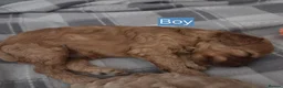Cavapoochon dogs for sale: Beautiful F1B Toy Cavapoochon Puppies - Advert 23