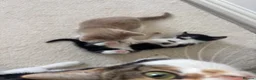 Mixed Breed cats for sale: Kittens Looking for Their Forever Homes 🐱❤️ in Gloucester - Advert 13