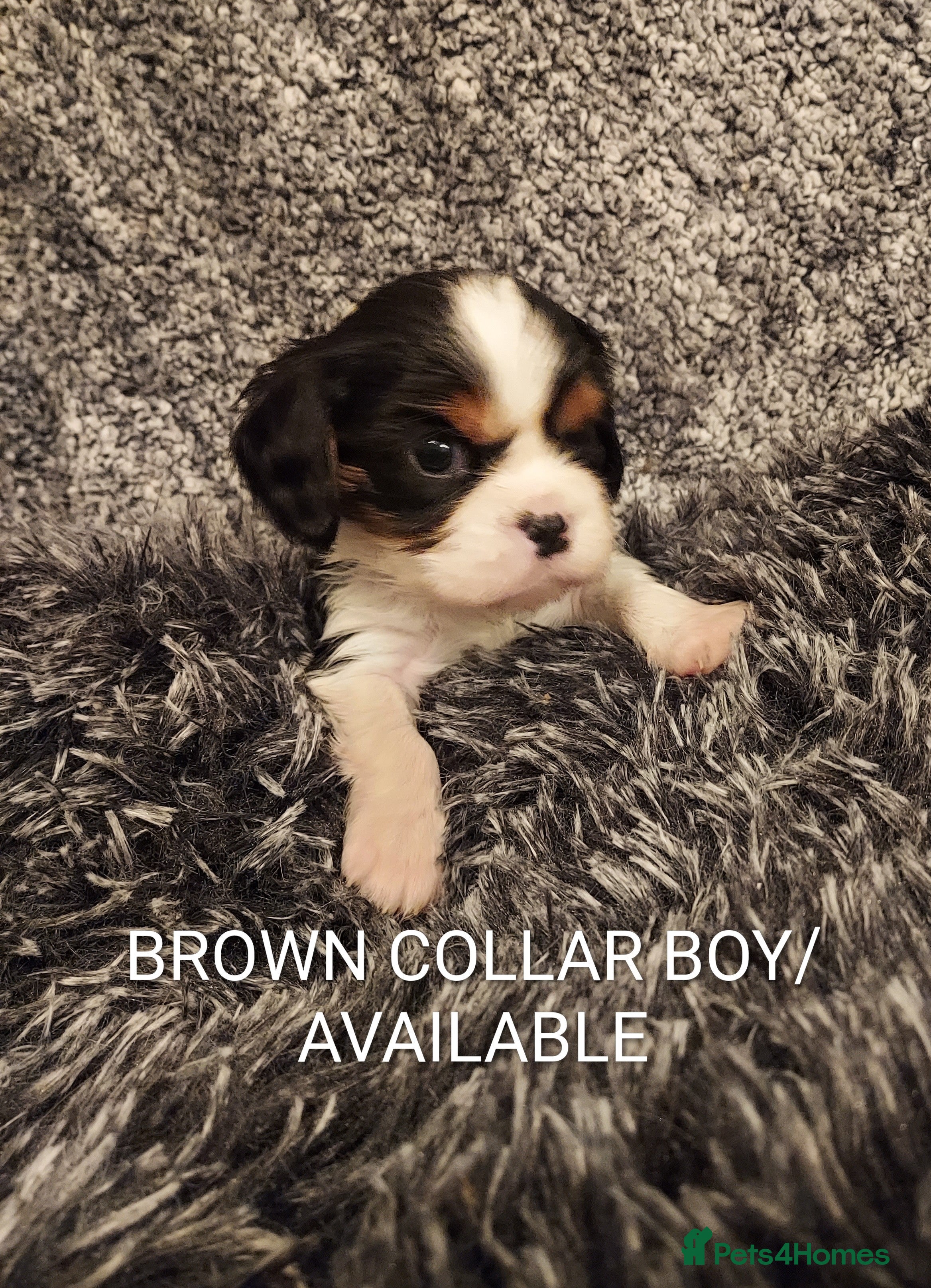 Cavalier King Charles Spaniel dogs GREAT QUALITY CKCS PUPPIES ( DWKC REGISTERED)/DNA - Advert 4
