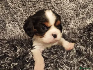 Cavalier King Charles Spaniel dogs GREAT QUALITY CKCS PUPPIES ( DWKC REGISTERED)/DNA - Advert 4