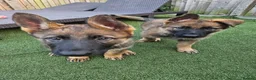 German Shepherd dogs for sale: German Shepherd  in Birmingham - Advert 8