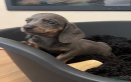 Miniature Dachshund dogs for sale: Perfecf kc true miniature dachshunds - Image 26