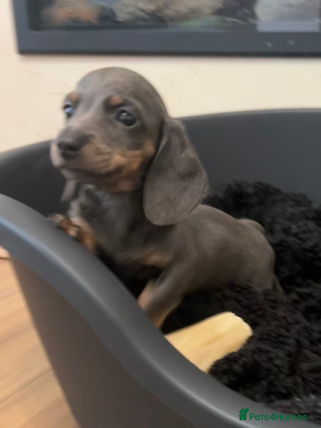 Miniature Dachshund dogs for sale: Perfecf kc true miniature dachshunds - Image 26