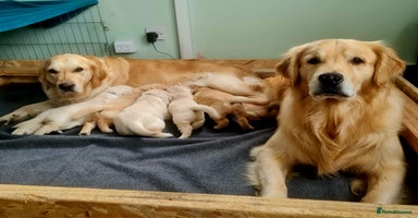 Golden Retriever dogs in Saint Helens - Advert 7