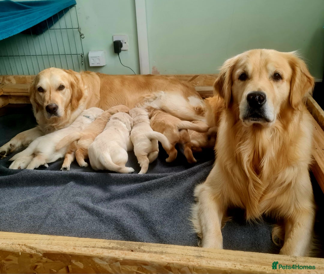 Golden Retriever dogs for sale: 💫💫💫 All puppies are reserved 💫💫💫 in Saint Helens - Image 3