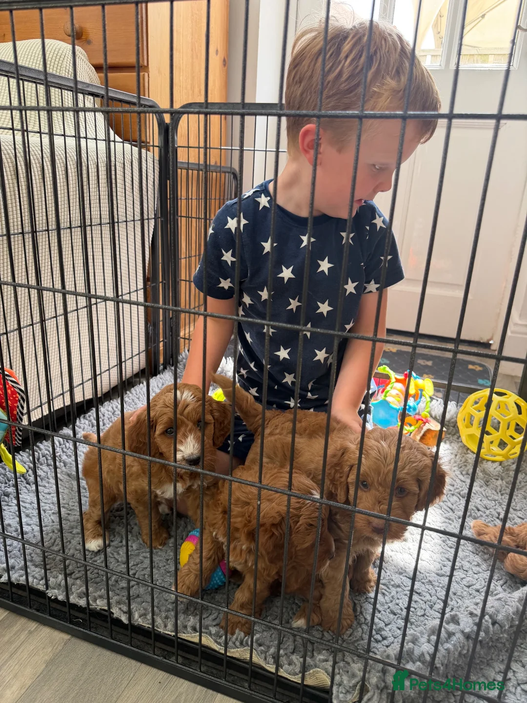 Australian Labradoodle dogs for sale: Stunning Australian labradoodle Pups  - Advert 7