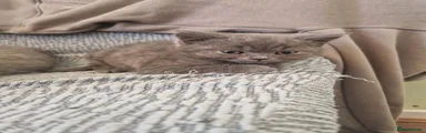 British Shorthair 3