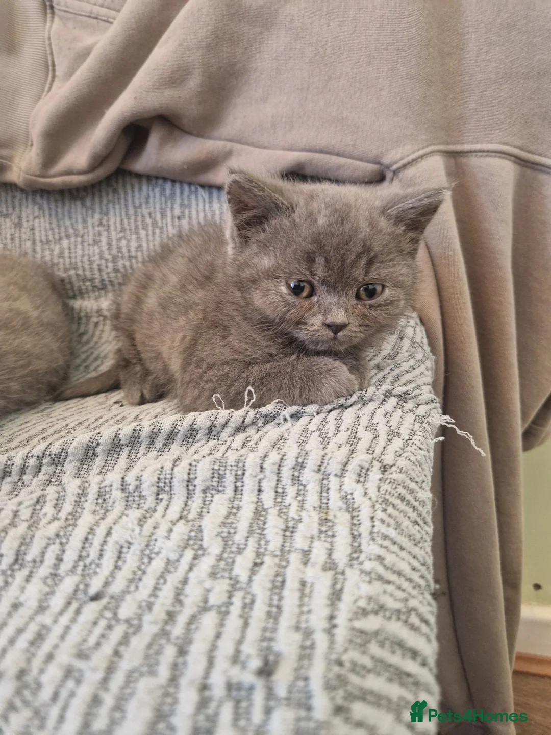 British Shorthair cats for sale: British shorthair kittens last 3 in Crewe - Advert 9