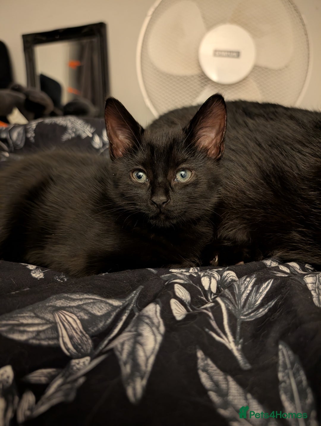 Mixed Breed cats for sale: Adorable girl kitten ready now 🖤🖤 - Image 4