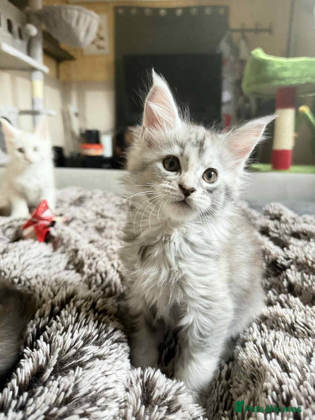 Maine Coon cats for sale: Beautiful Maine Coon Kittens - Advert 9