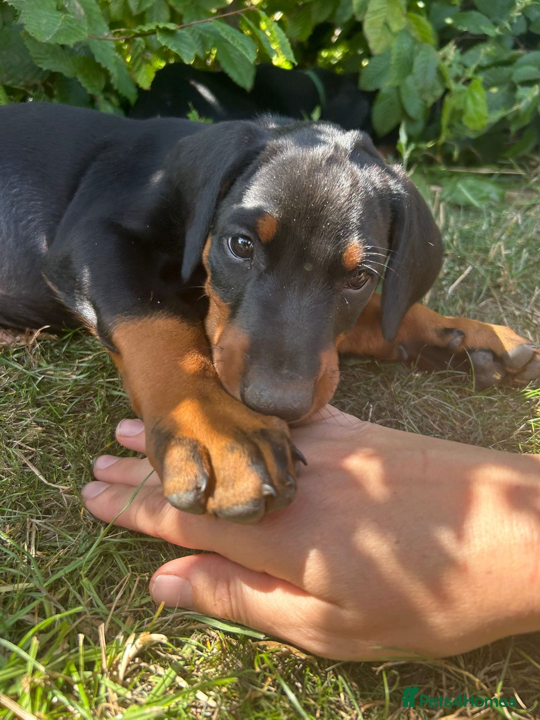 Dobermann dogs for sale: Proper Chunky Euro doberman pups 💕 - Image 24
