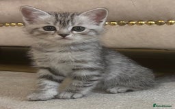 Persian cats for sale: Persian Cross Kittens - GCCF Registered parents - Image 6