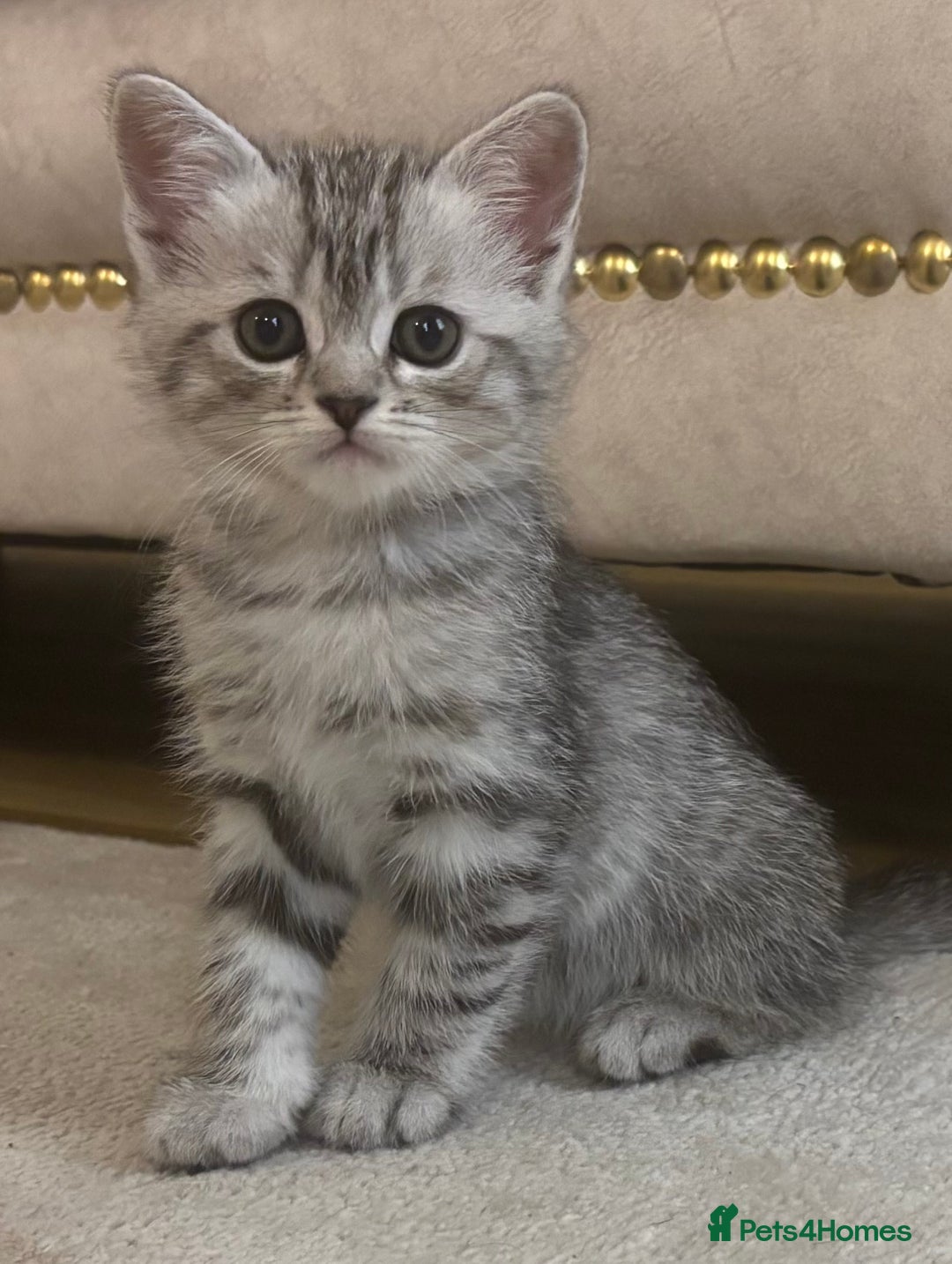 Persian cats for sale: Persian Cross Kittens - GCCF Registered parents - Image 6