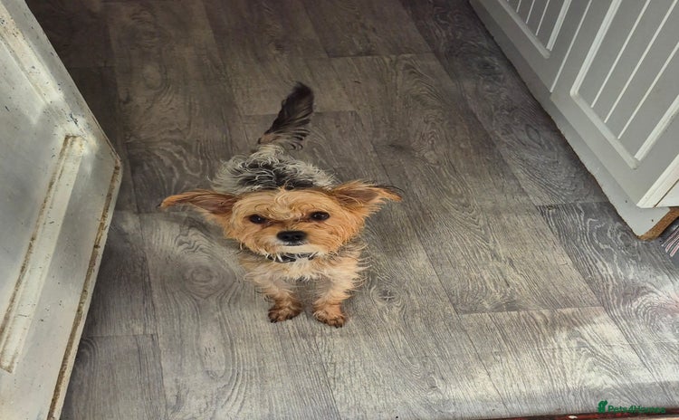 Chorkie dogs Male chorkie needs forever home - Advert 9