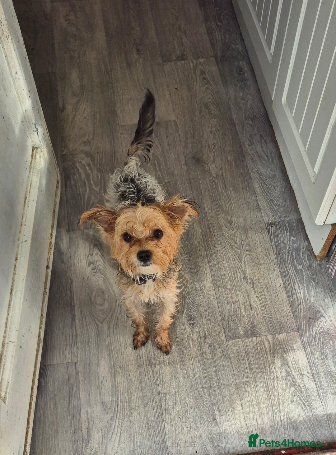 Chorkie dogs for sale: Male chorkie needs forever home - Advert 1