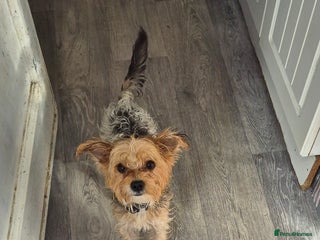 Chorkie dogs for sale: Male chorkie needs forever home - Advert 1