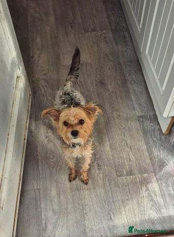 Chorkie dogs Male chorkie needs forever home - Advert 1